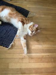 Found/Stray Unknown Cat last seen Tangletown near Creek, Minneapolis, MN 55419