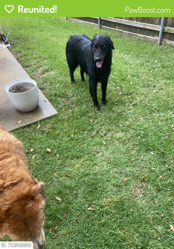 Reunited Unknown Dog last seen Oak Meadow and Dove Meadow, Flower Mound, TX 75028