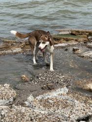 Found/Stray Male Dog last seen Ocean Drive & Rossiter at the water, Corpus Christi, TX 78412