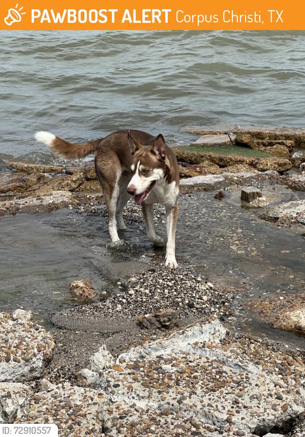 Found/Stray Male Dog last seen Ocean Drive & Rossiter at the water, Corpus Christi, TX 78412