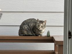 Reunited Female Cat last seen 47th between Balboa and Cabrillo, San Francisco, CA 94121