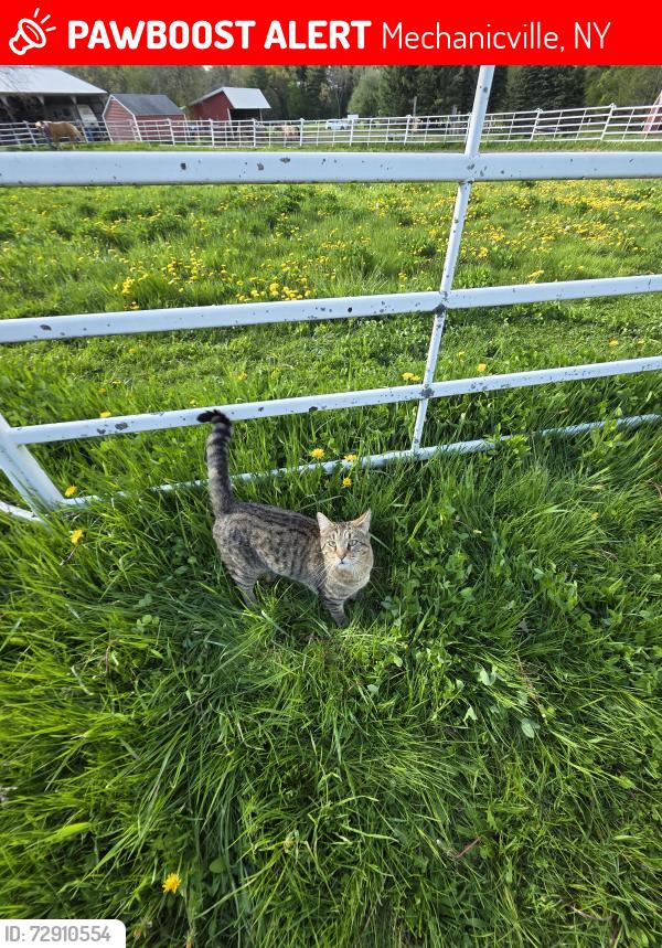 Lost Male Cat last seen Johnson & tortoise & Staniak, Mechanicville, NY 12118