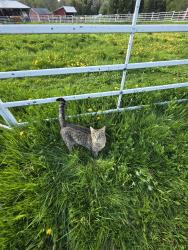 Lost Male Cat last seen Johnson & tortoise & Staniak, Mechanicville, NY 12118