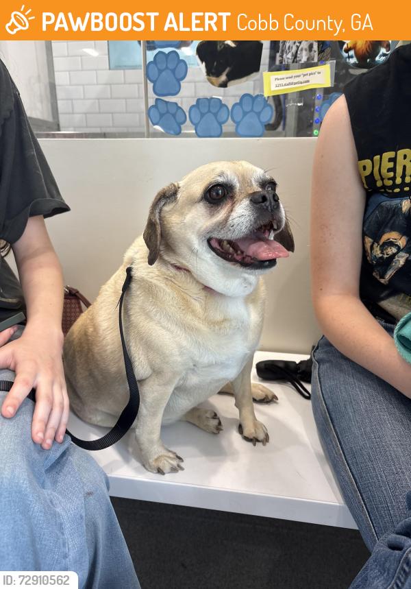 Found/Stray Female Dog last seen cheatham rd and cheatham lake dr, Cobb County, GA 30101