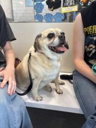 Found/Stray Female Dog last seen cheatham rd and cheatham lake dr, Cobb County, GA 30101