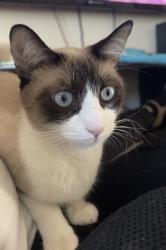 Lost Female Cat last seen N 49th Ave and Thunderbird Rd, Glendale, AZ 85302