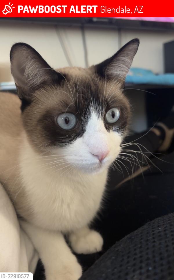 Lost Female Cat last seen N 49th Ave and Thunderbird Rd, Glendale, AZ 85302