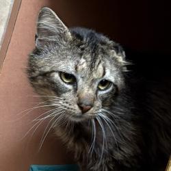 Shelter Stray Male Cat last seen 17th & Kane, GRESHAM, OR, 97030, Troutdale, OR 97060