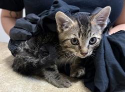 Shelter Stray Female Cat last seen Near El Pico Court, Vista, CA, 92083, Oceanside, CA 92058