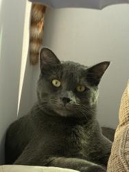 Reunited Male Cat last seen Near Angelus Ave , Los Angeles, CA 90026
