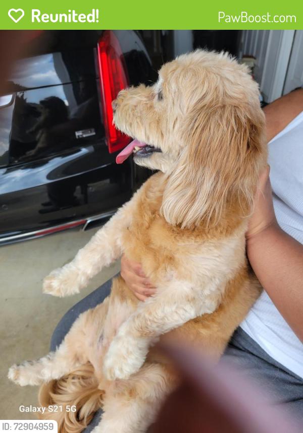 Reunited Female Dog last seen Crystal Lake, Hampton, GA 30228