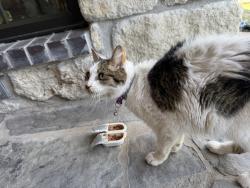 Found/Stray Unknown Cat last seen Near W Central Ave, Wichita , Wichita, KS 67212
