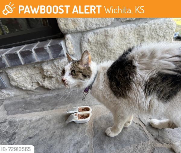 Found/Stray Unknown Cat last seen Near W Central Ave, Wichita , Wichita, KS 67212