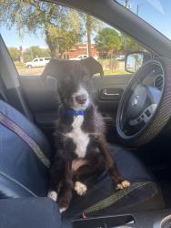 Lost Female Dog last seen Sublett Rd by the McDonald’s , Arlington, TX 76017