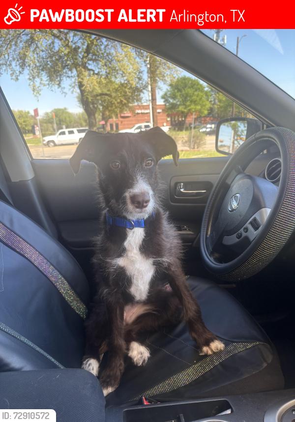 Lost Female Dog last seen Sublett Rd by the McDonald’s , Arlington, TX 76017