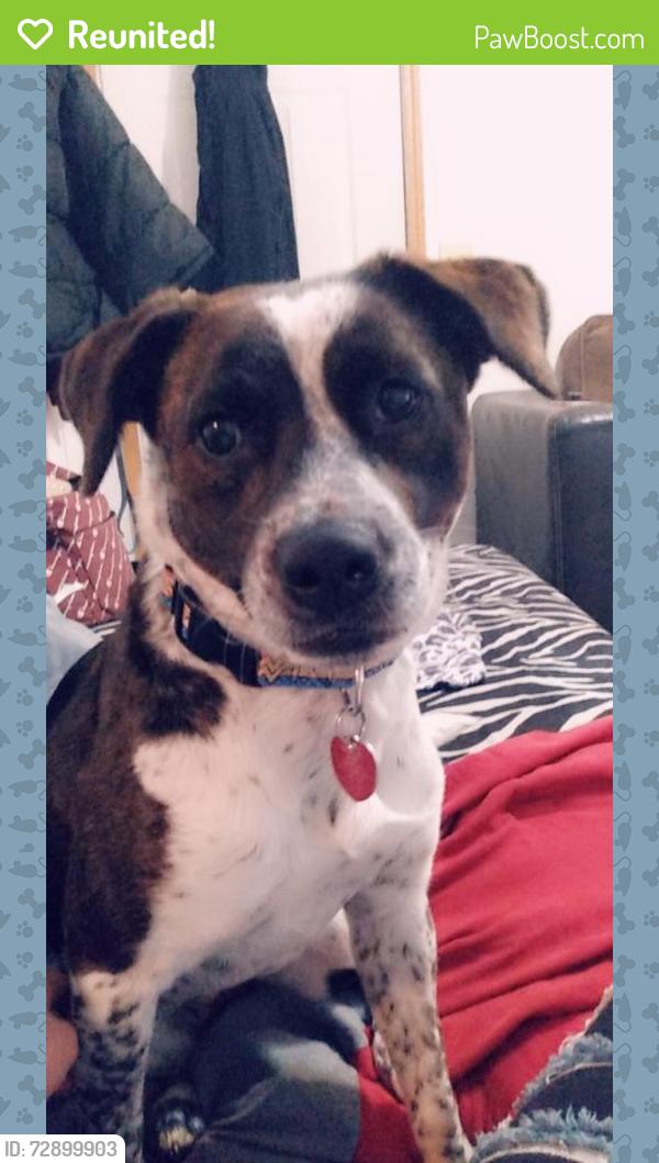 Reunited Female Dog last seen Near W Lindberg St, Springfield, MO 65807, USA, Springfield, MO 65807