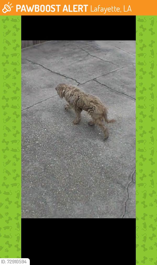 Found/Stray Unknown Dog last seen Lakepointe dr , Lafayette, LA 70506