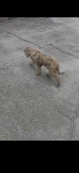 Found/Stray Unknown Dog last seen Lakepointe dr , Lafayette, LA 70506