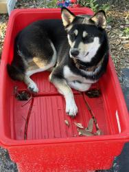 Reunited Female Dog last seen Premier Avenue, Port Richey, FL 34668