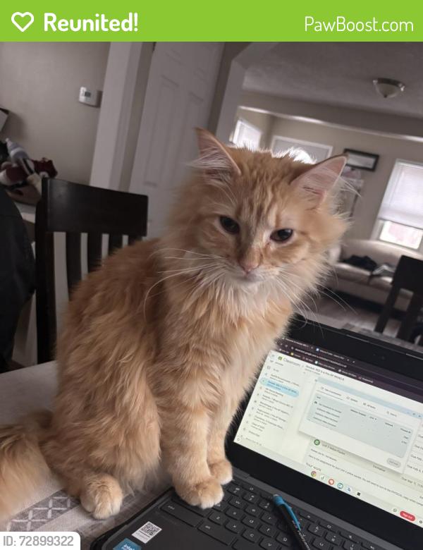 Reunited Male Cat last seen Jackson st and Watson st, Aurora, IL 60505