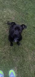 Reunited Female Dog last seen Richland softball field, North Richland Hills, TX 76180