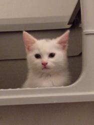 Reunited Male Cat last seen Coltman street , Kingston upon Hull, England 