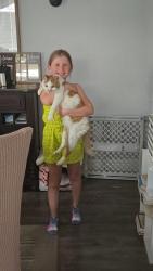 Reunited Male Cat last seen Boland & Clayton , Richmond Heights, MO 63117