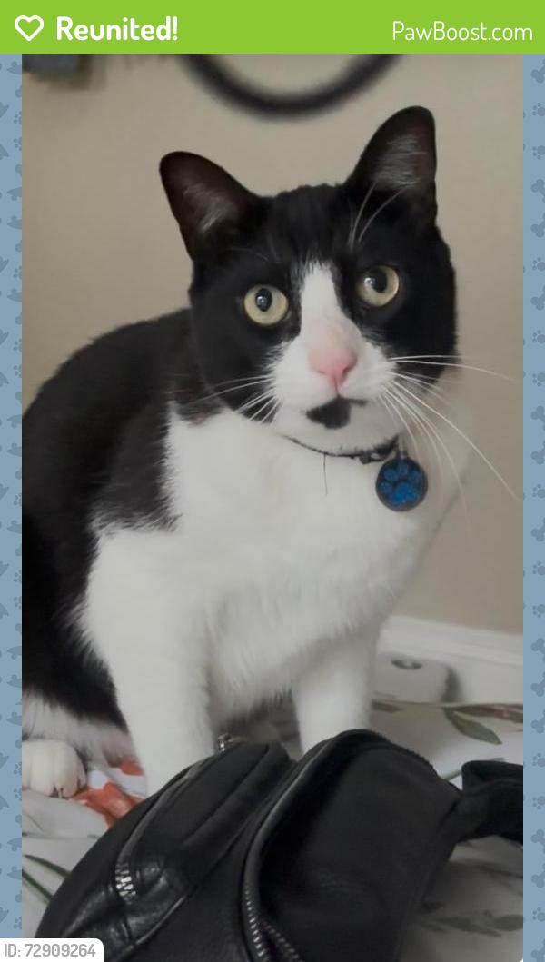 Reunited Male Cat last seen Marina de Ray , Bonita Springs, FL 34135