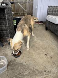 Found/Stray Male Dog last seen Boat Club Road and Ferncreek Ln, Fort Worth, TX 76179