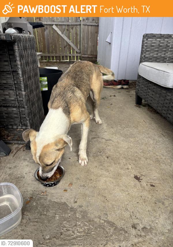 Found/Stray Male Dog last seen Boat Club Road and Ferncreek Ln, Fort Worth, TX 76179