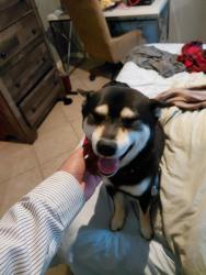 Reunited Male Dog last seen Kroger, Channelview, TX 77530