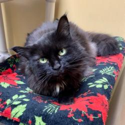 Shelter Stray Female Cat last seen , Philadelphia, PA 19140