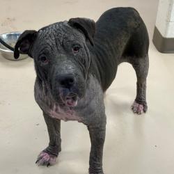 Shelter Stray Male Dog last seen , Pine Bluff, AR 71601