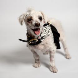 Shelter Stray Female Dog last seen , Port Richey, FL 34653