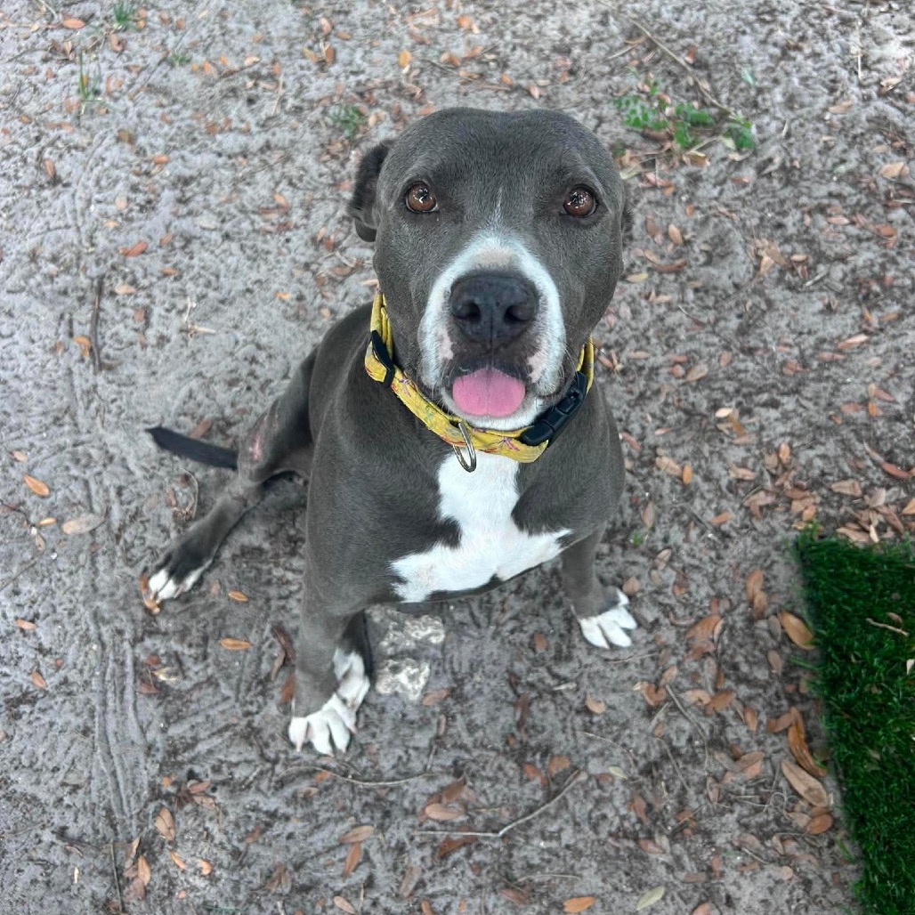 Shelter Stray Female Dog last seen , 8020 Washington St, Port Richey, FL 34668, USA