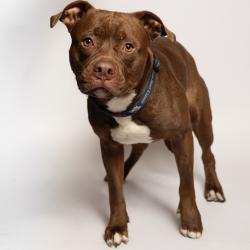 Shelter Stray Unknown Dog last seen , Port Richey, FL 34653