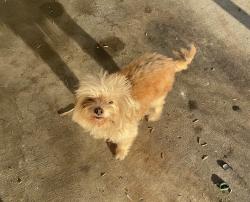 Lost Female Dog last seen Cunningham, Highland, CA 92346