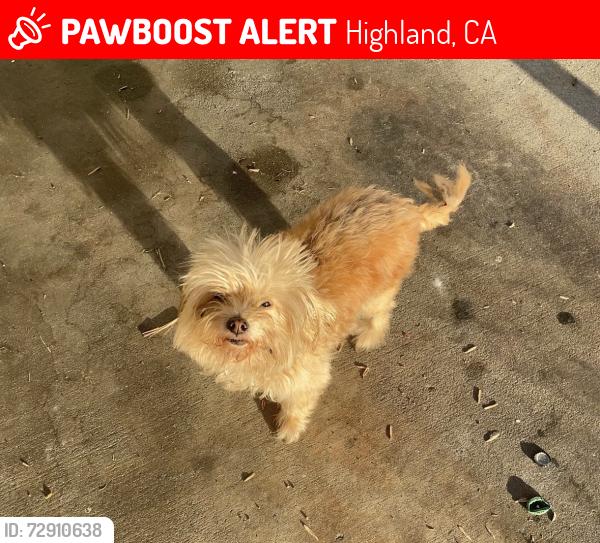Lost Female Dog last seen Cunningham, Highland, CA 92346