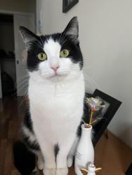 Lost Female Cat last seen By home, Batavia, IL 60510