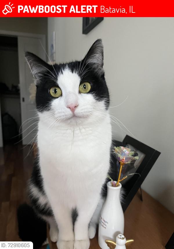 Lost Female Cat last seen By home, Batavia, IL 60510