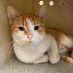 Shelter Stray Female Cat last seen , Memphis, TN 38133