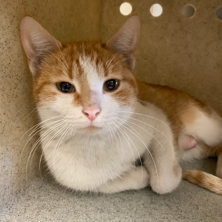 Shelter Stray Female Cat last seen , Memphis, TN 38133