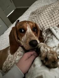 Reunited Female Dog last seen South of the A , Fort Collins, CO 80526