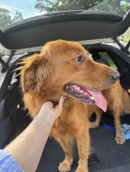 Reunited Male Dog last seen Parkwood and Sunset, Charleston, SC 29407