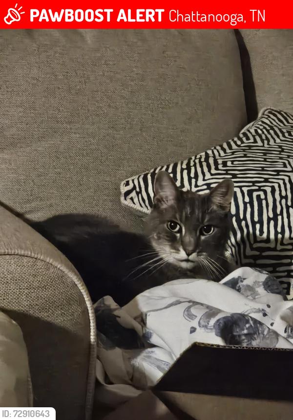 Lost Male Cat last seen Commonspirit hosp, Chattanooga, TN 37406