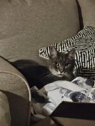 Lost Male Cat last seen Commonspirit hosp, Chattanooga, TN 37406