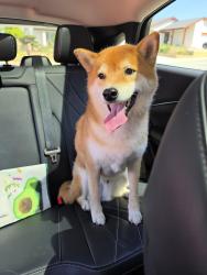 Reunited Male Dog last seen Pepper Brook Way and Turnpost, Hacienda Heights, CA 91745