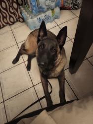Lost Male Dog last seen Plantation , Laredo, TX 78045