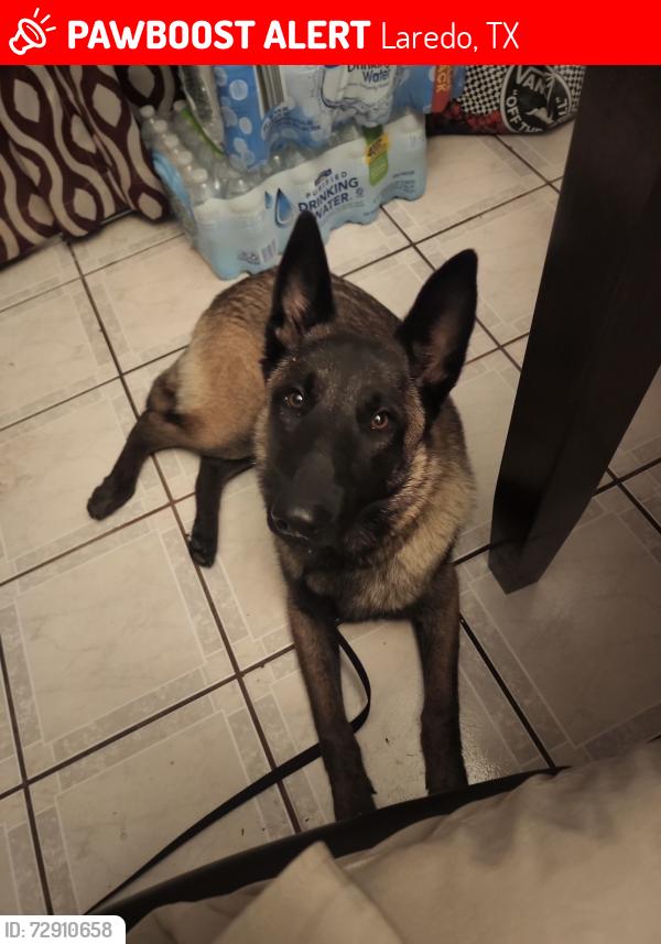 Lost Male Dog last seen Plantation , Laredo, TX 78045