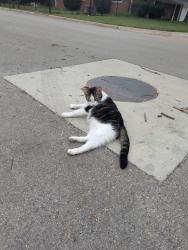 Found/Stray Female Cat last seen Blythe Court and Timothy Drive, Fort Worth, TX 76028